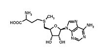 S-adenosyl methionine