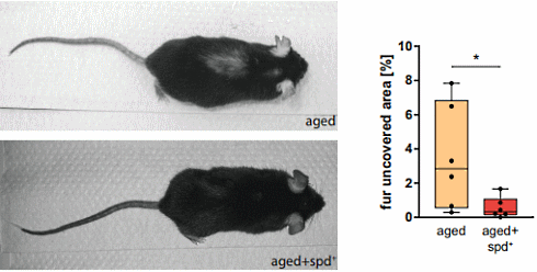 Spermidine keeps the heart young | Animal study