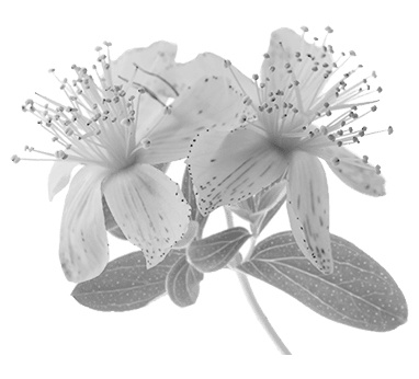 St. John's wort reduces depression | Meta-study