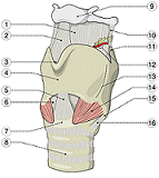 Testosterone supplement lowers female voice after three months