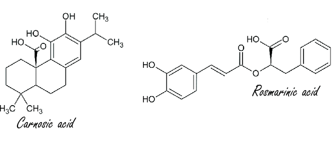 Under stress, the brain functions better through supplementation with sage