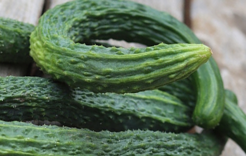 Supplementing with Q-actin, an extract from cucumbers, improves the function of worn and damaged joints. The main active ingredient in Q-actin is the iminosugar idoBR-1, which is also found in fresh cucumbers. Well... in some cucumbers.