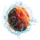 Training hard without compromising your immune system? Just double your protein intake...