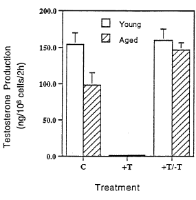 Animal study: continuous steroid use keeps testes young