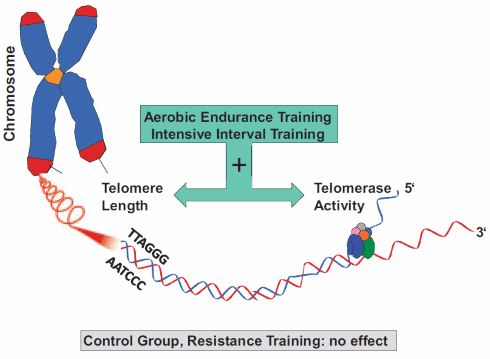 Endurance training, interval training makes biological clock tick slower