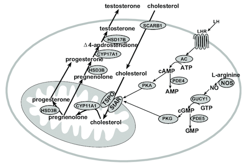 Heavy dose of biotin for more testosterone | Animal study