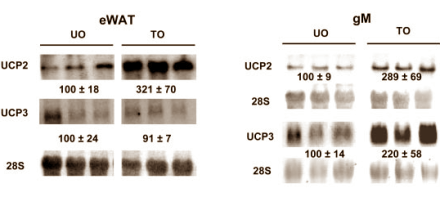 Tungsten: weight loss trace element