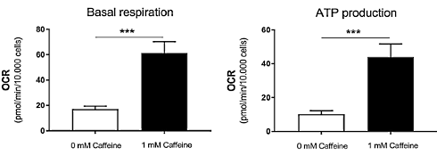 After a cup of coffee, your brown fat cells produce more heat