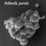 Veillonella, a probiotic that boosts the metabolism of athletes