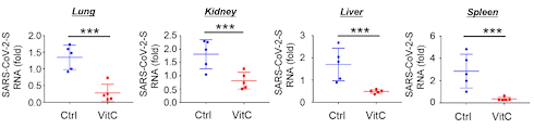 This dose of vitamin C makes your cells inaccessible to coronavirus SARS-CoV-2