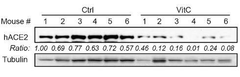 This dose of vitamin C makes your cells inaccessible to coronavirus SARS-CoV-2