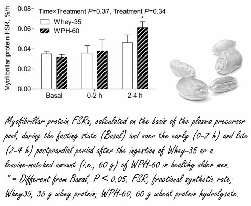 It's possible: building muscles with wheat protein